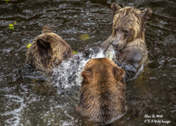 The three bears