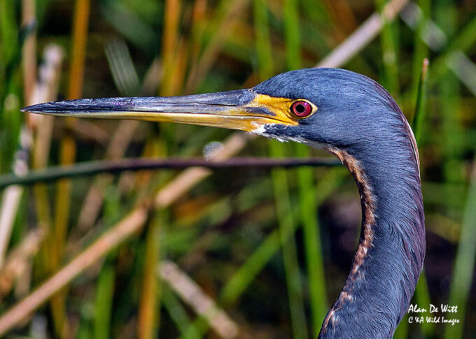 Tricolored heron portrait