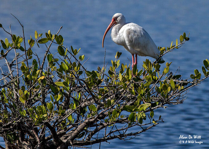 White Ibis