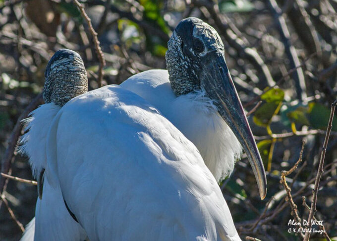 Wood Stork portrait