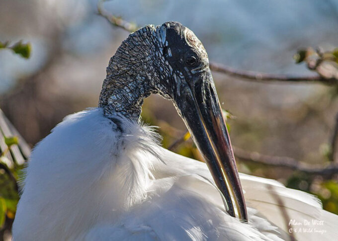 Wood Stork head