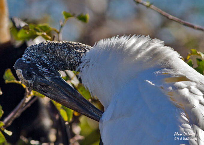 Wood Stork preening