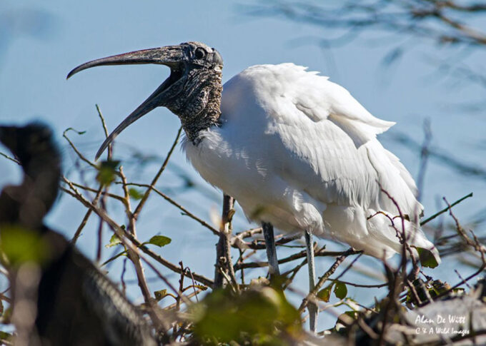 Wood stork