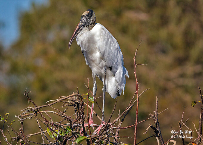 Wood stork