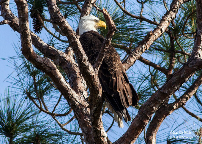 Bald eagle