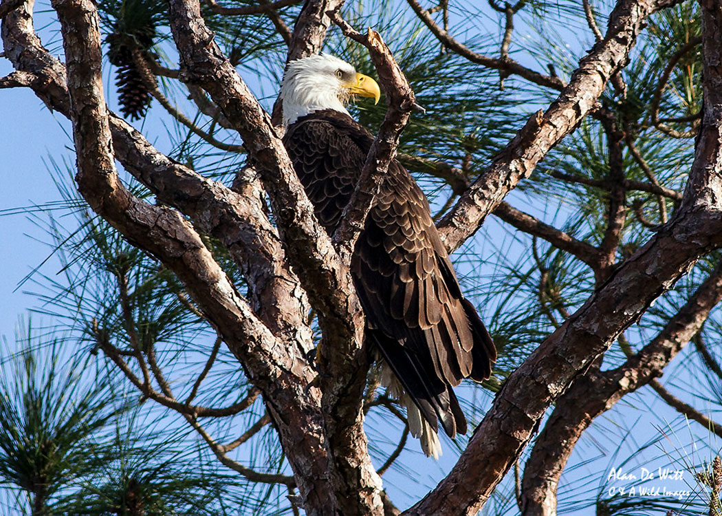 Bald eagle