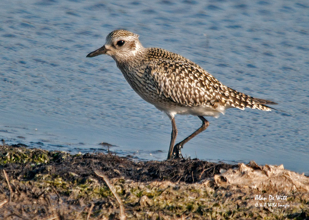 Grey Plover