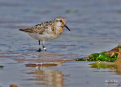 Sanderling (R6WYWR) update