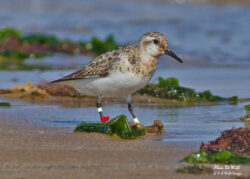 Sanderlings :- Global Traveller