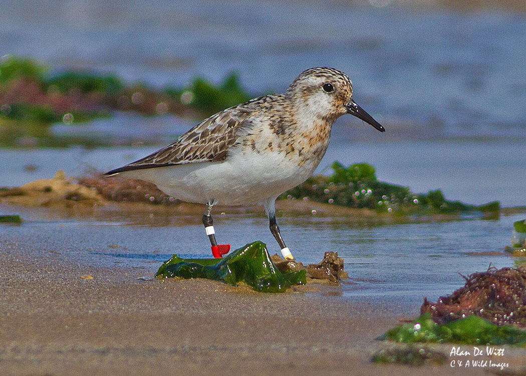 Sanderling at Titchwell