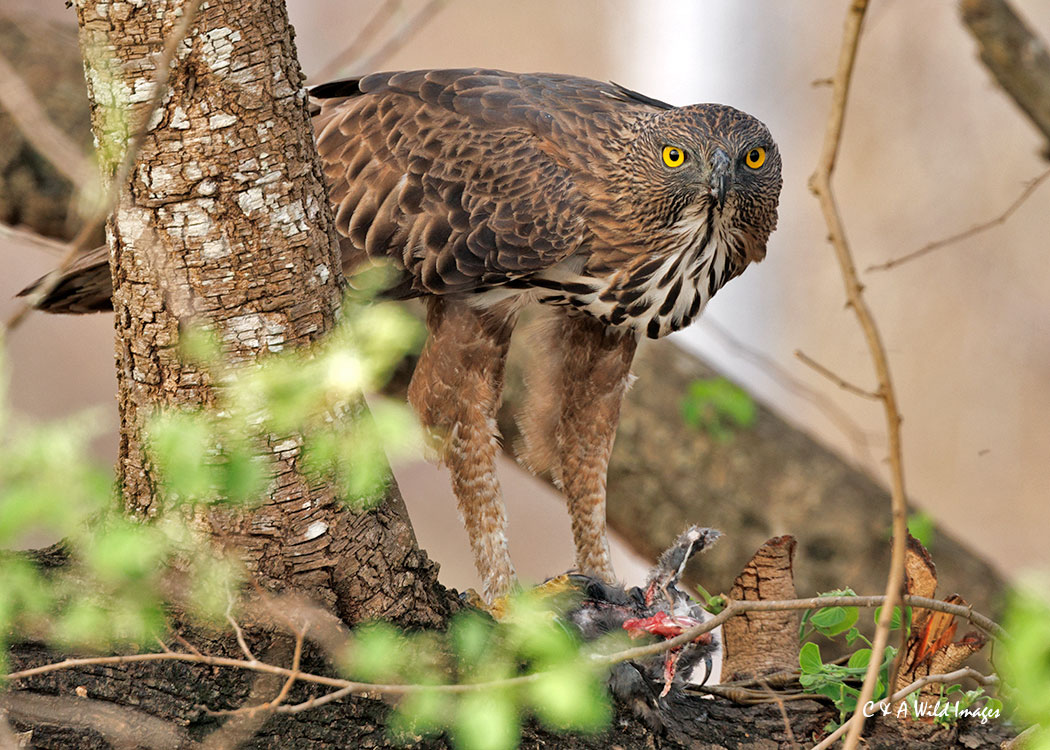 Changeable-hawk Eagle
