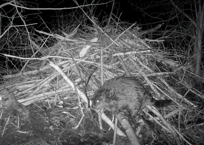 Beaver at Main Lodge