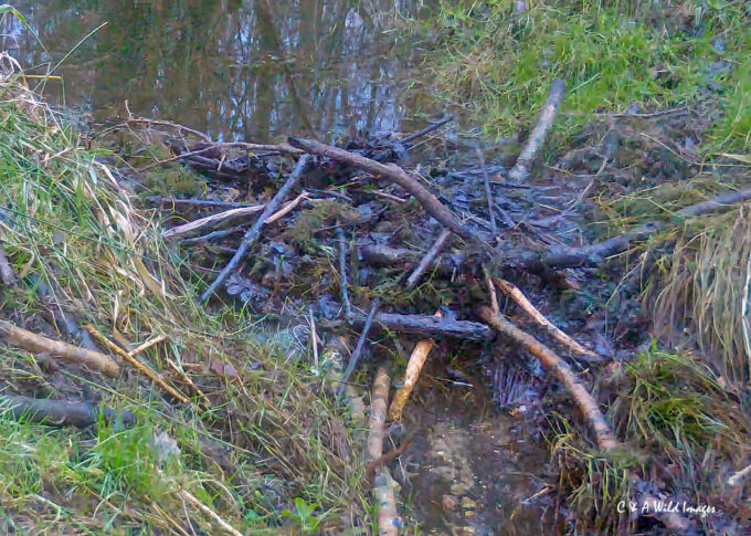 Dam on Oak Fen Drain