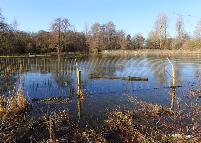 Beaver enclosure and Dragonfly Meadow at Sculthorpe Moor in the flood
