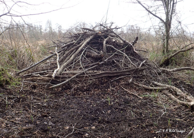 Main Beaver Lodge