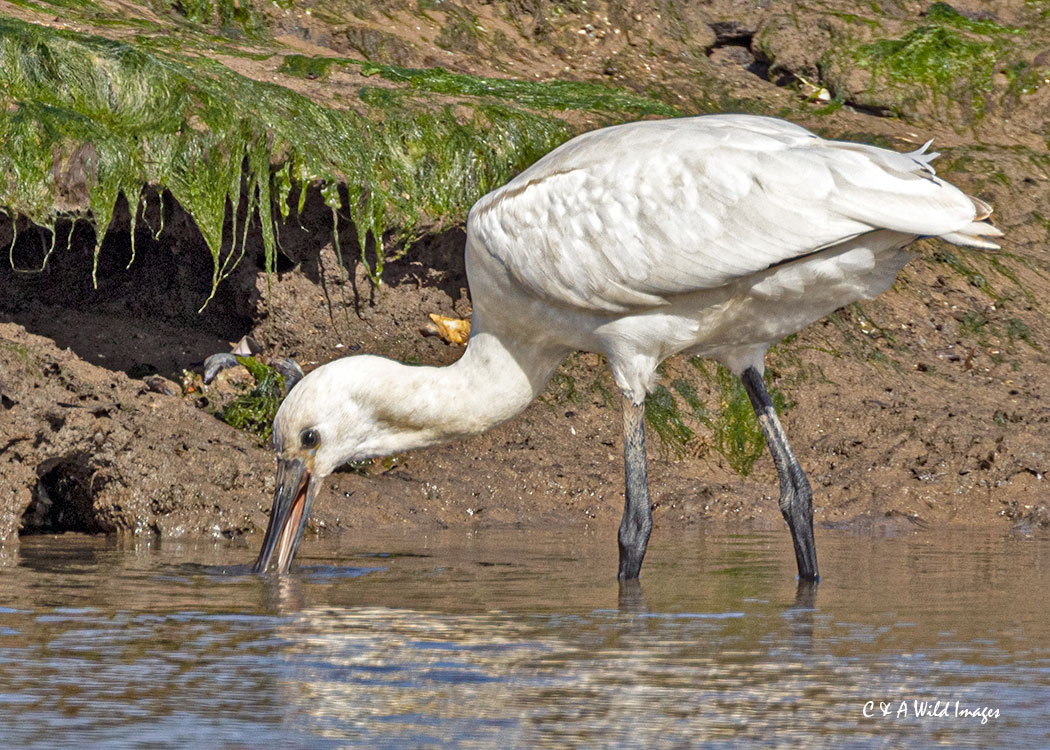 Eurasian Spoonbill