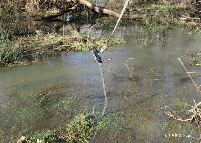 Trail camera on OFD Stream