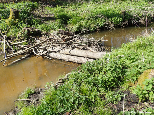 Beaver dam constructed by humans 2023