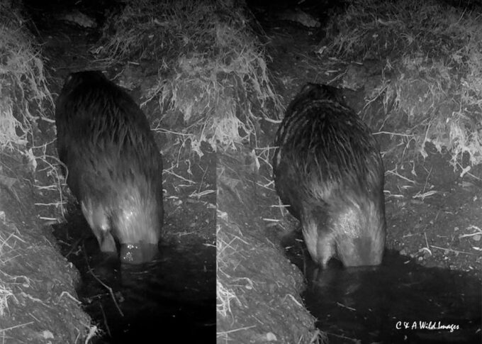 Adult Beavers Comparing size