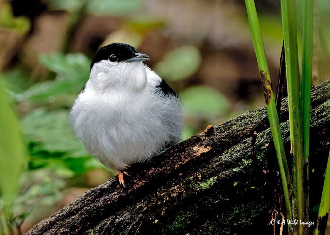 White-bearded manakin