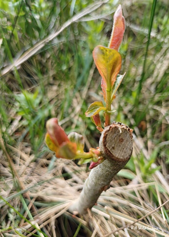Fresh growth on the alder that the beaver had coppiced