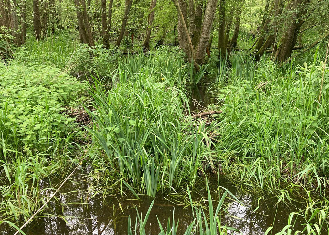 Beaver dam