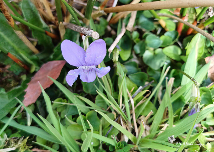 Dog Violet