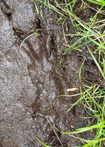 Beaver hind foot footprint