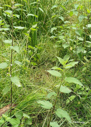 Beaver Forage Trail