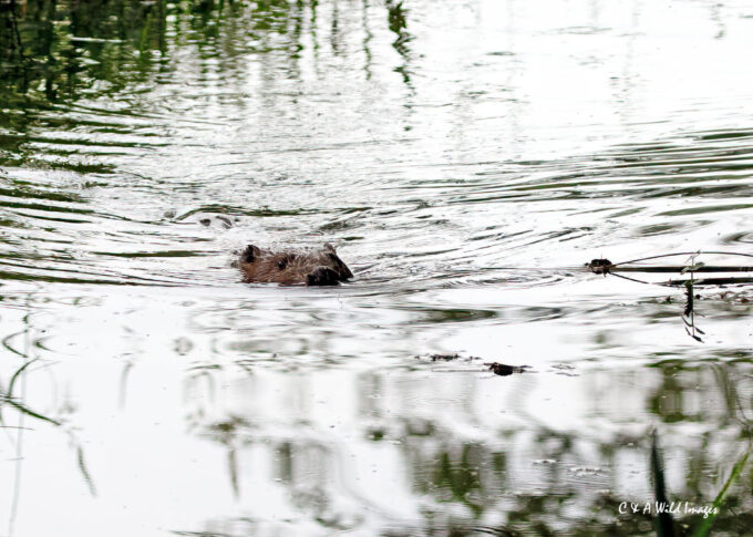 Head On View of Beaver