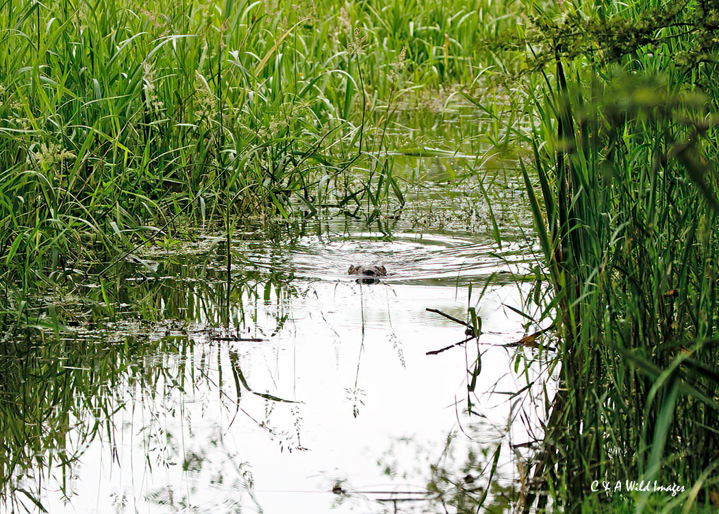 Beaver swimming in drain