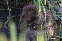 Beaver Diaries June 2024