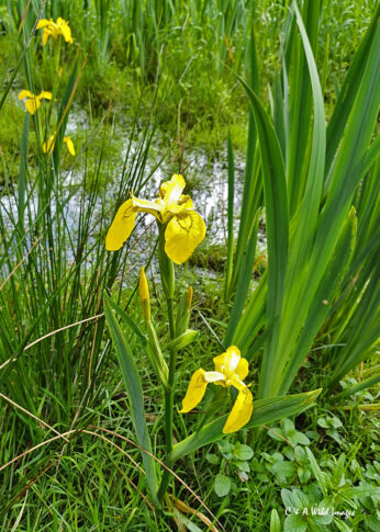 Yellow iris