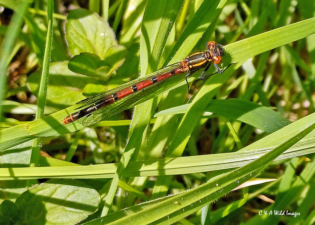 Large red damselfly