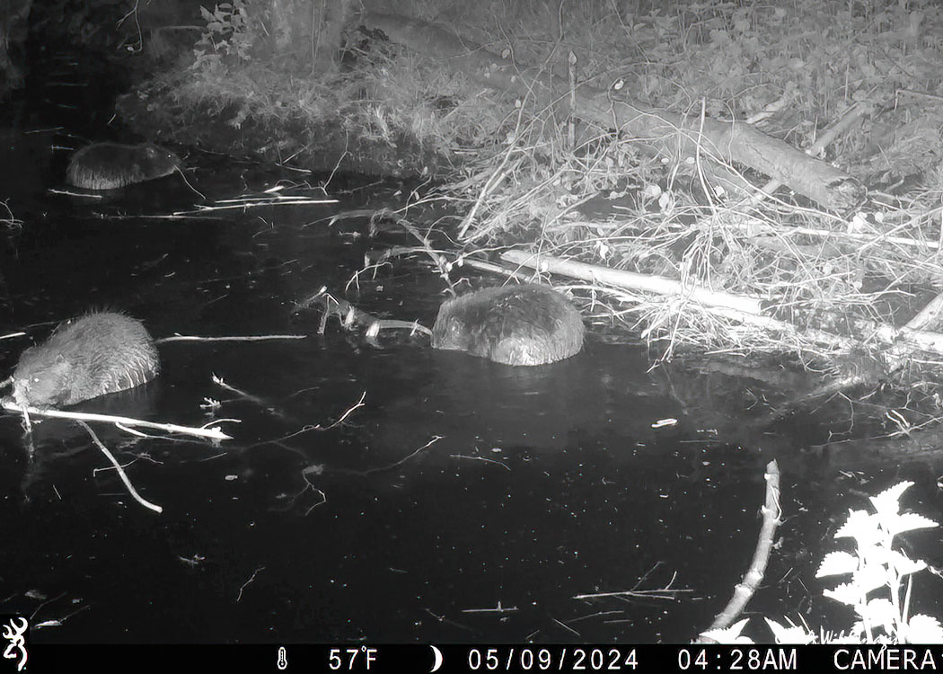 Beavers Kits at Sculthorpe Moor