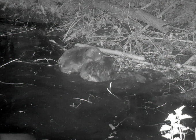 Two New Beaver Kits