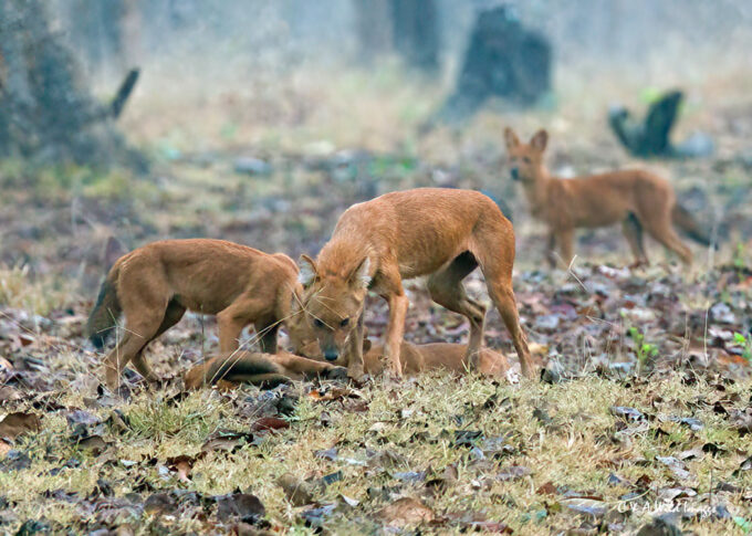 Indian Wild Dogs