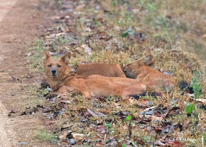 Indian Wild Dogs