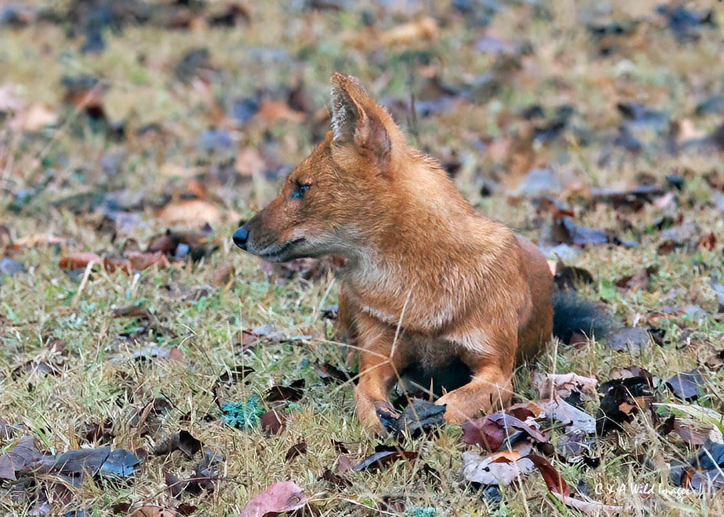 Indian Wild Dog