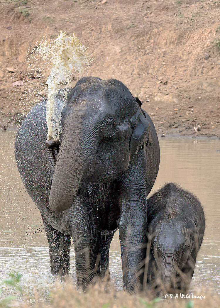 Elephant and calf at waterhole