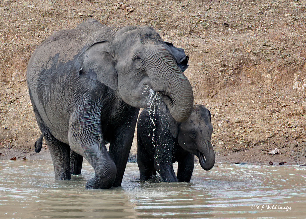 Elephant and calf at waterhole