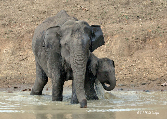 Elephant and calf at waterhole