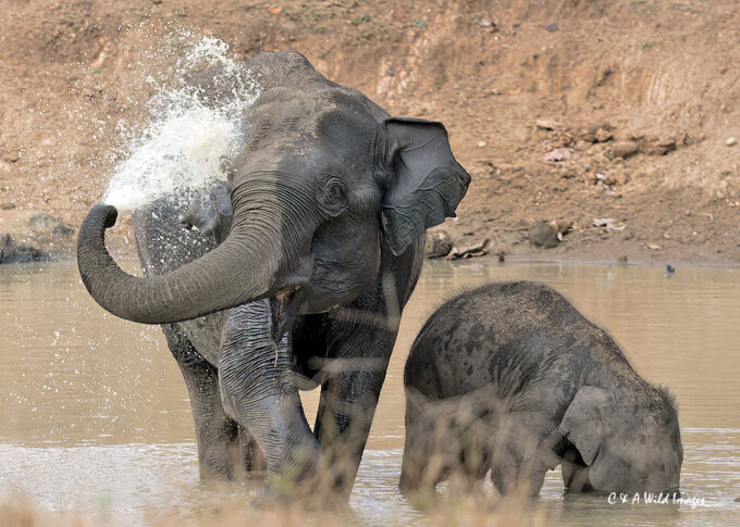 Elephant and calf at waterhole