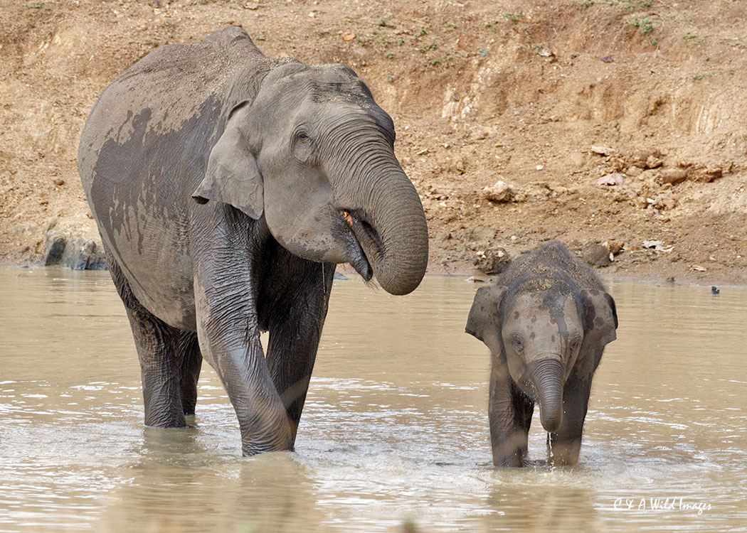 Elephant and calf at waterhole