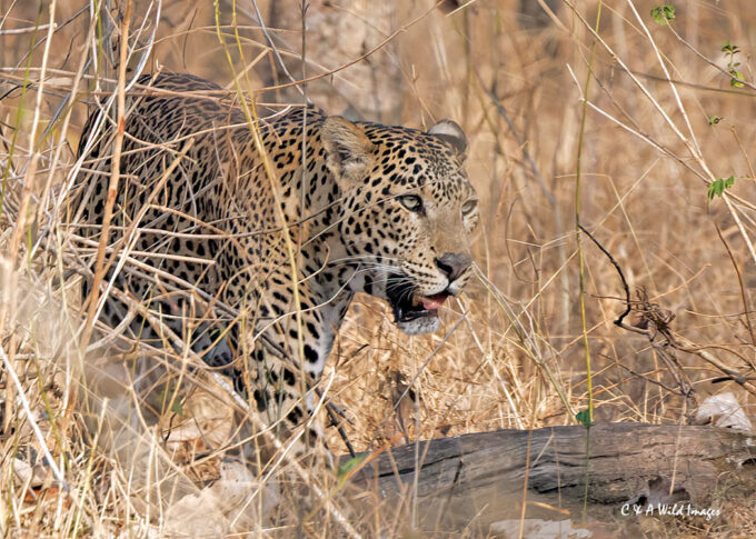 Indian Male Leopard