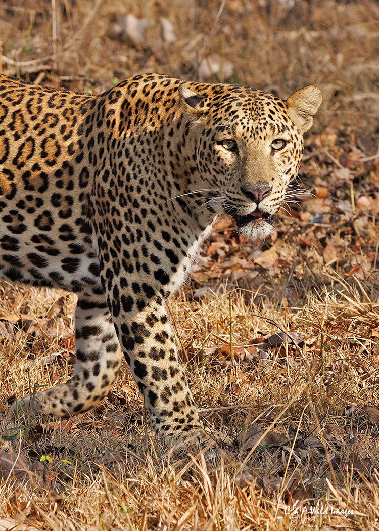Indian Male Leopard