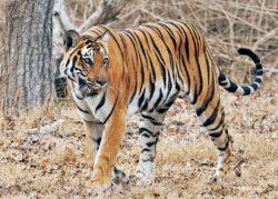 Nagarahole Tiger Reserve Day-5