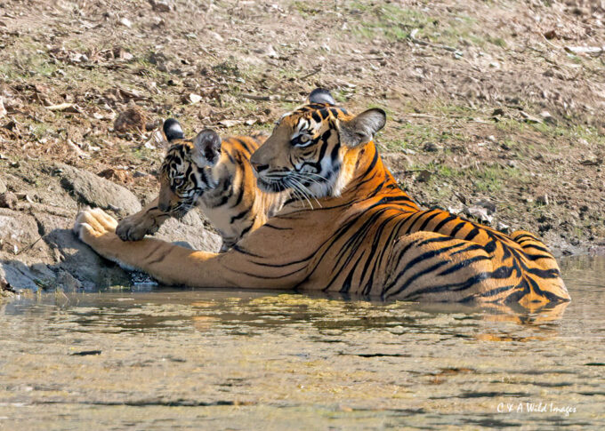 Tigress and her cub at the waterhole