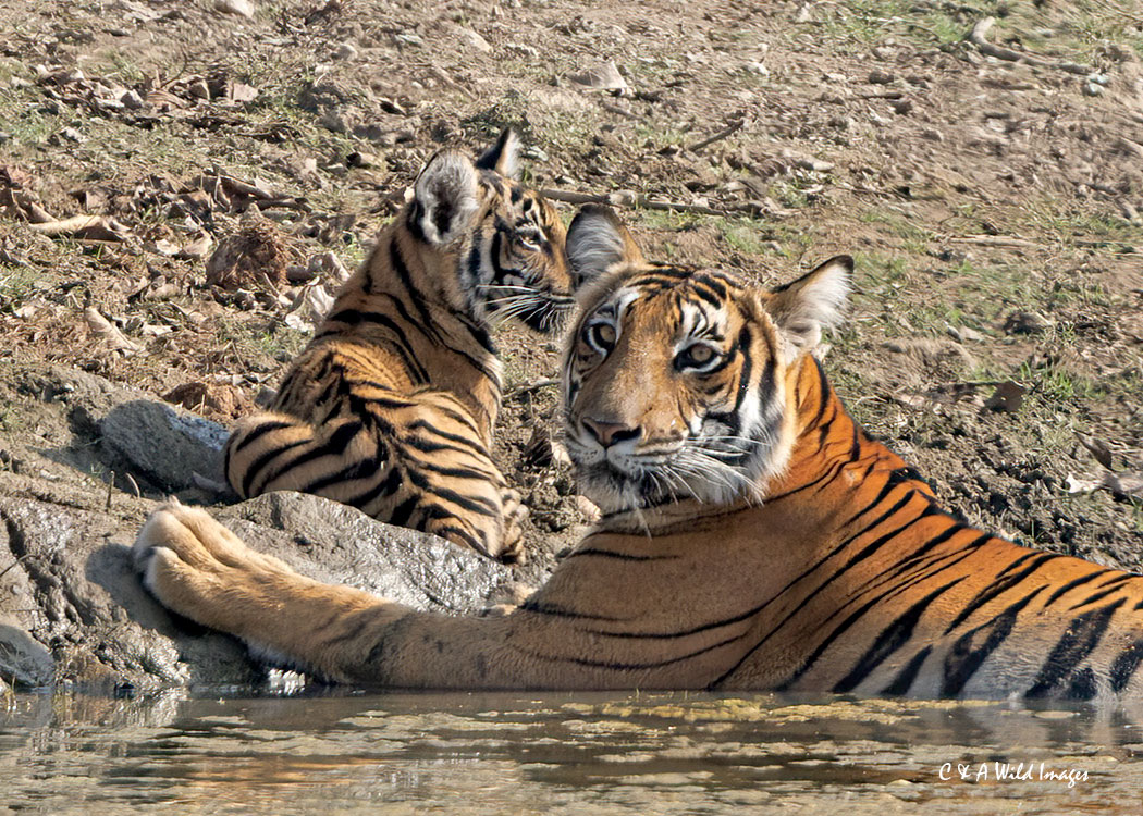 Tigress and her cub at the waterhole