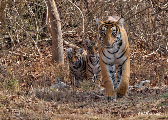 Tigress and her two cubs